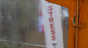 Turtles and Racehorses