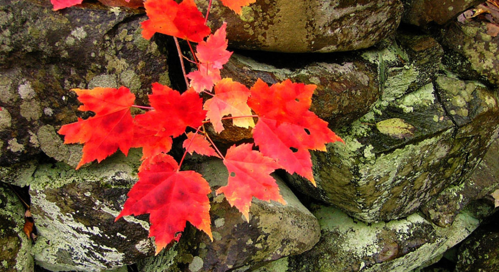 Focusing on Your Strengths